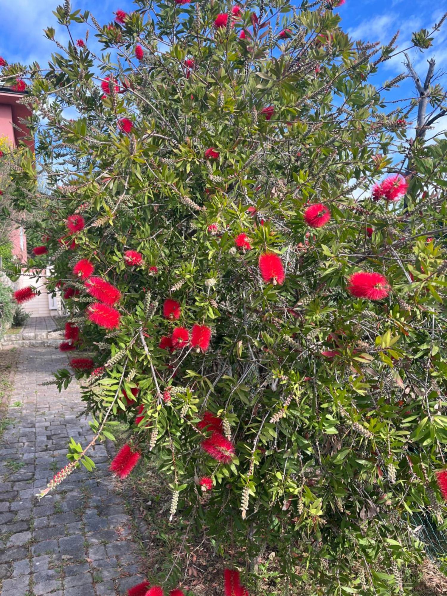 Villa Matovica Kampor Exteriér fotografie