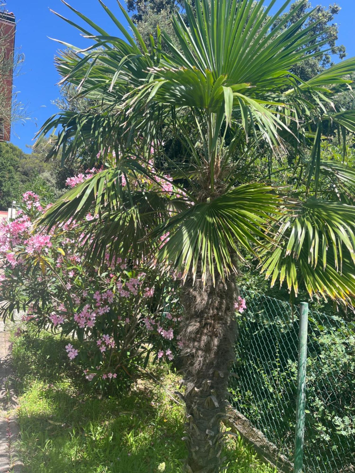 Villa Matovica Kampor Exteriér fotografie